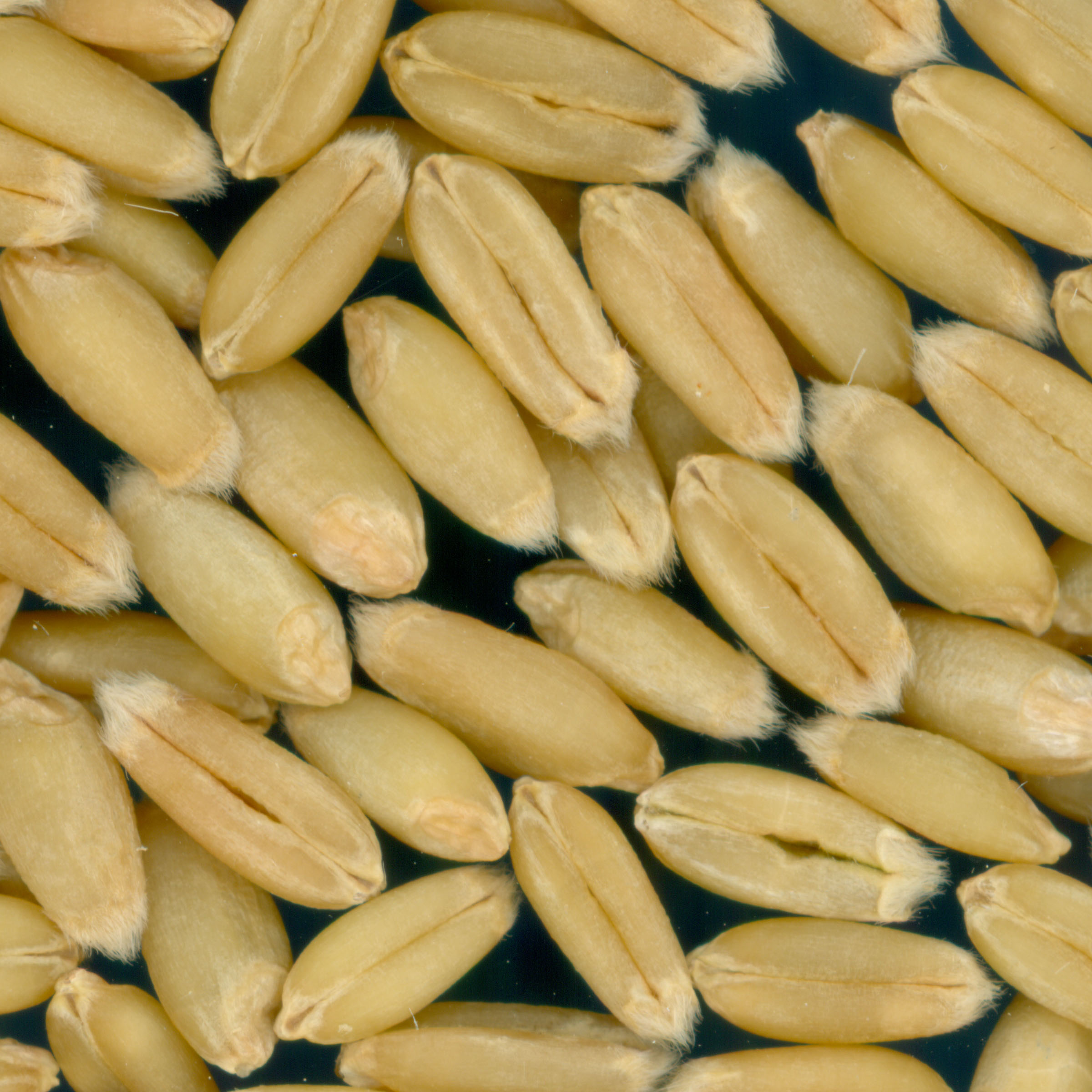 Click for 1 image(s) for this accession. KERNELS